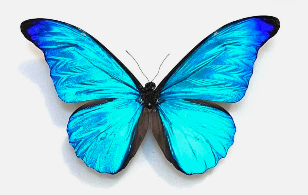 Blue Morpho (Morpho menelaus) Butterfly Wing Adjustable Ring