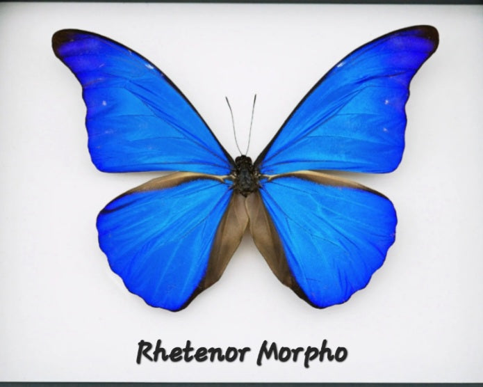 Morpho rhetenor Butterfly Wing Pendant with Spiny Oyster Turquoise & Quartz Necklace