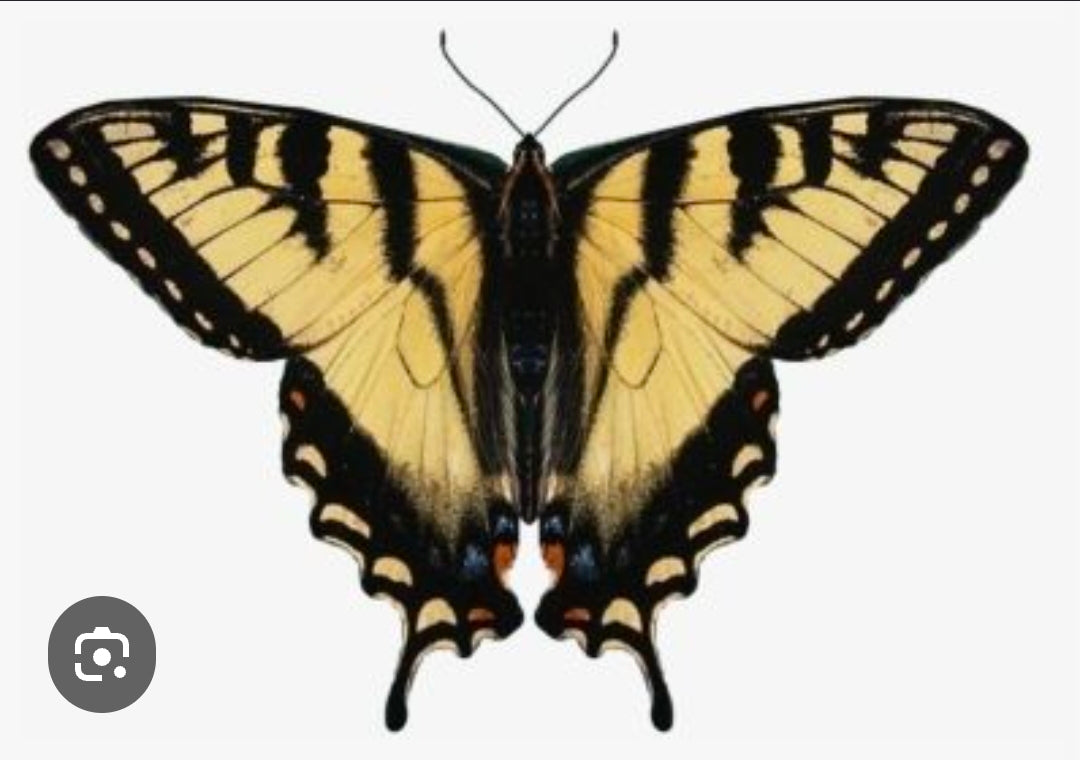 Eastern Tiger Swallowtail Laminated Hindwing Earrings