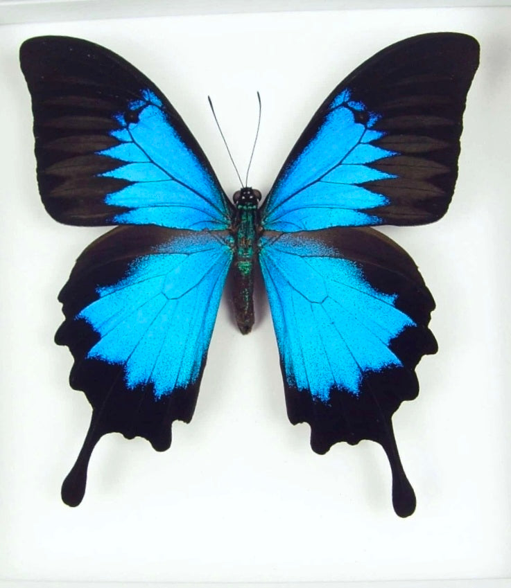 Blue Mountain Swallowtail Butterfly Wing Necklace & Earrings Set – Turquoise & Black Onyx