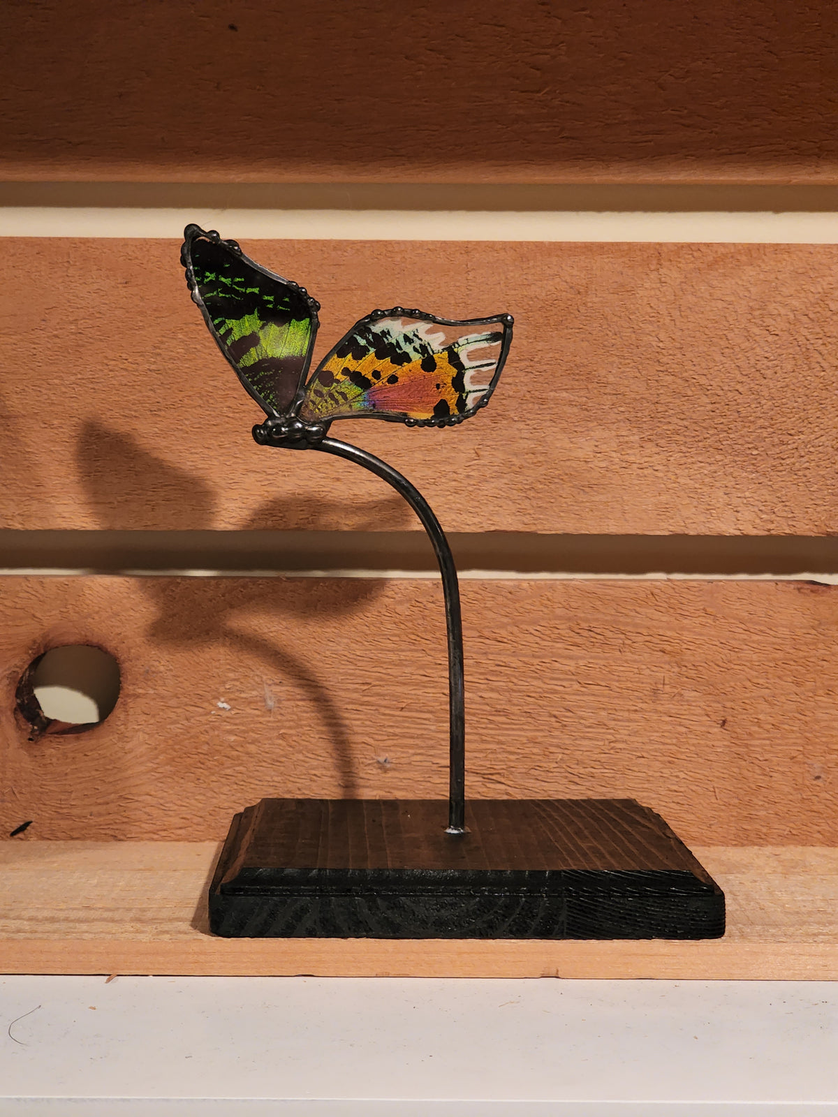 Madagascan Sunset Moth Shelf Display