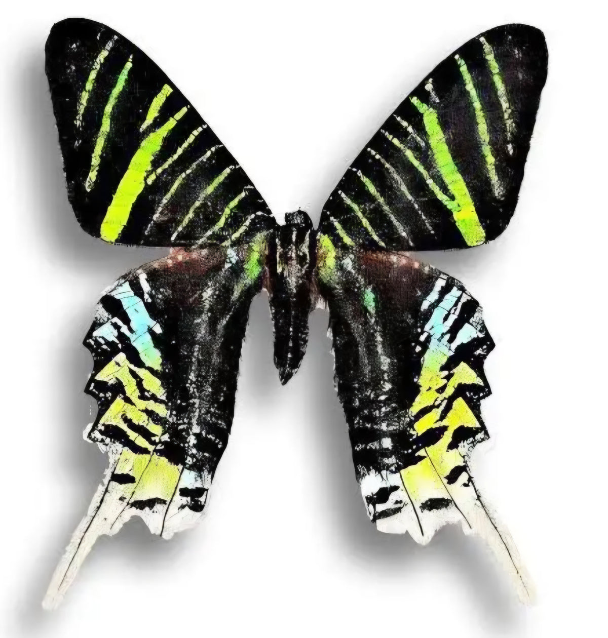 Green-Banded Urania Moth Hindwing Laminated Earrings (Copy)