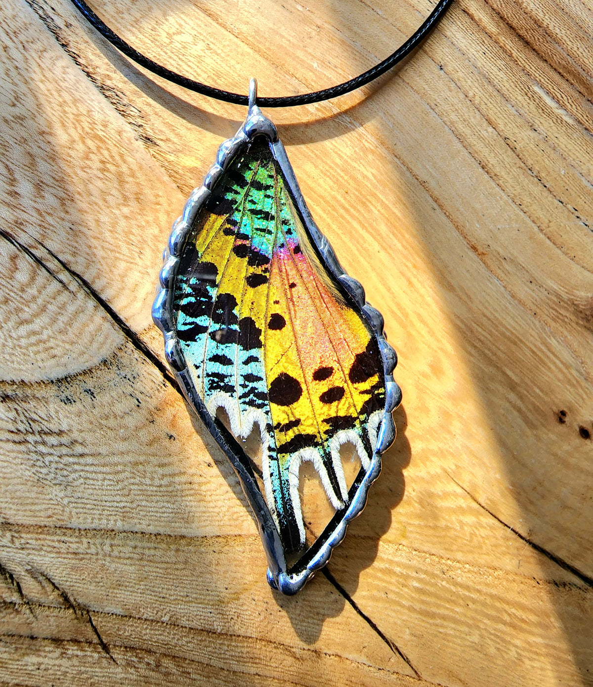 Rainbow Moth, Madagascan Sunset Moth, Urania Ripheus Moth