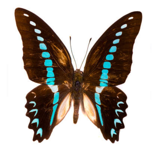 Black and Blue Butterfly Wing Teardrop Pendant