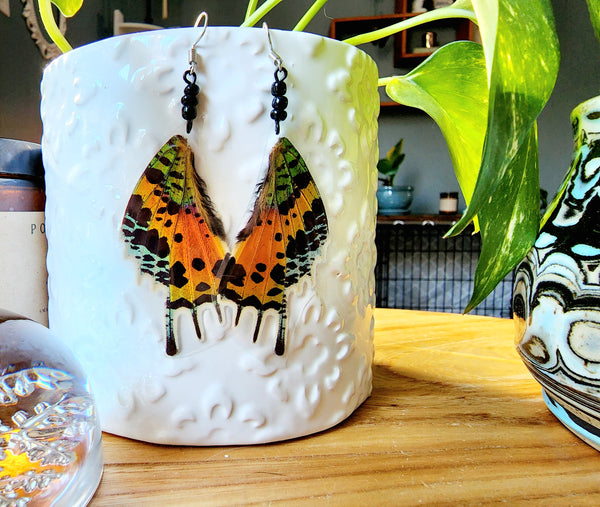 Madagascan Sunset Moth Wing Earrings