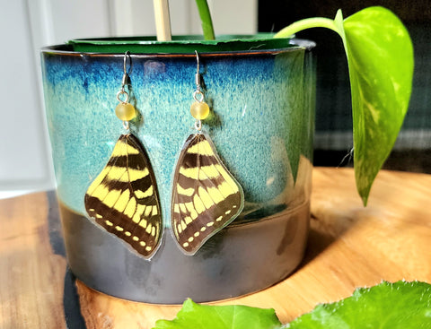 Eastern Tiger Swallowtail Earrings, Yellow & Black Butterfly Wing Jewelry