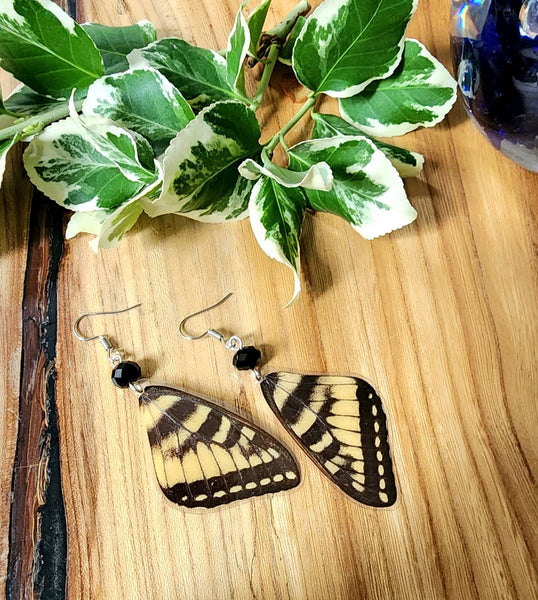 Yellow Canadian Tiger Swallowtail Earrings, Yellow & Black Butterfly
