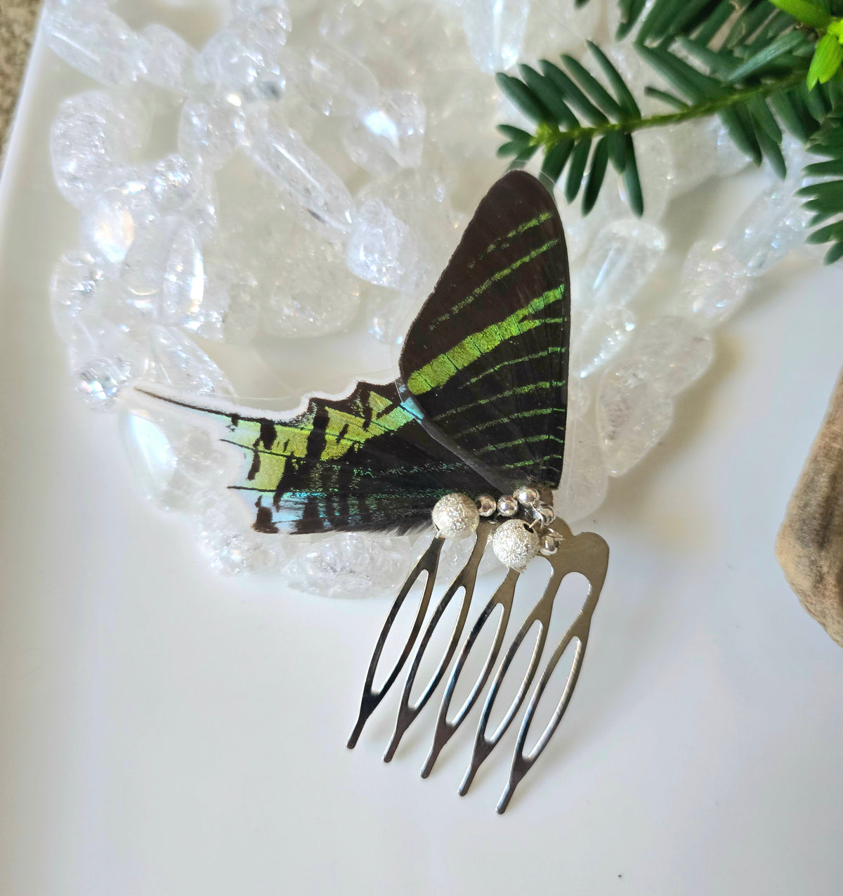 Greenbanded Irania Moth Hair Comn