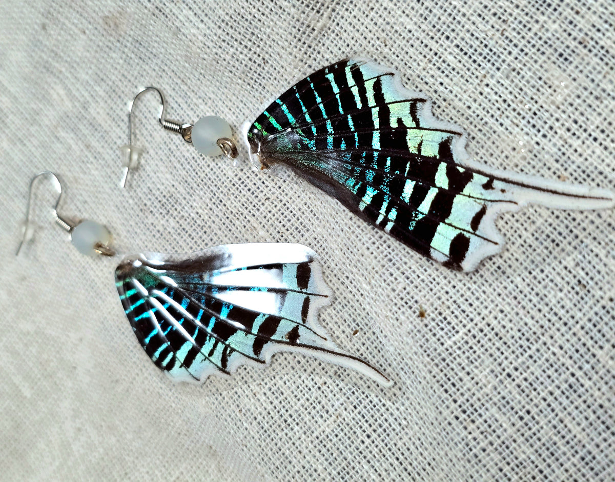 Green-banded Urania Moth Wing Earrings