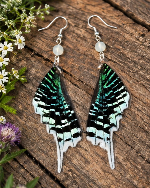 Green-Banded Urania Moth Hindwing Laminated Earrings (Copy)