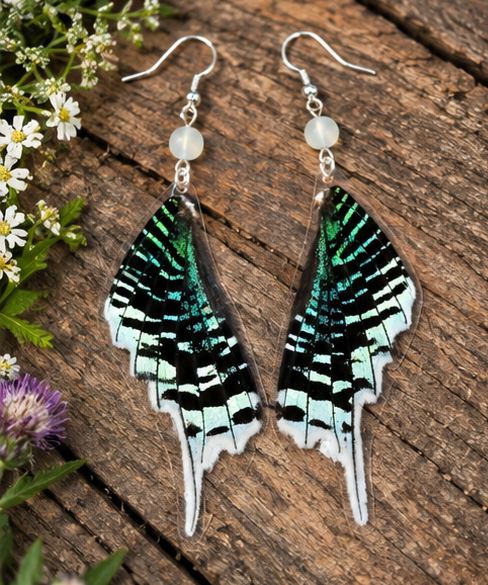Green-banded Urania Moth Wing Earrings