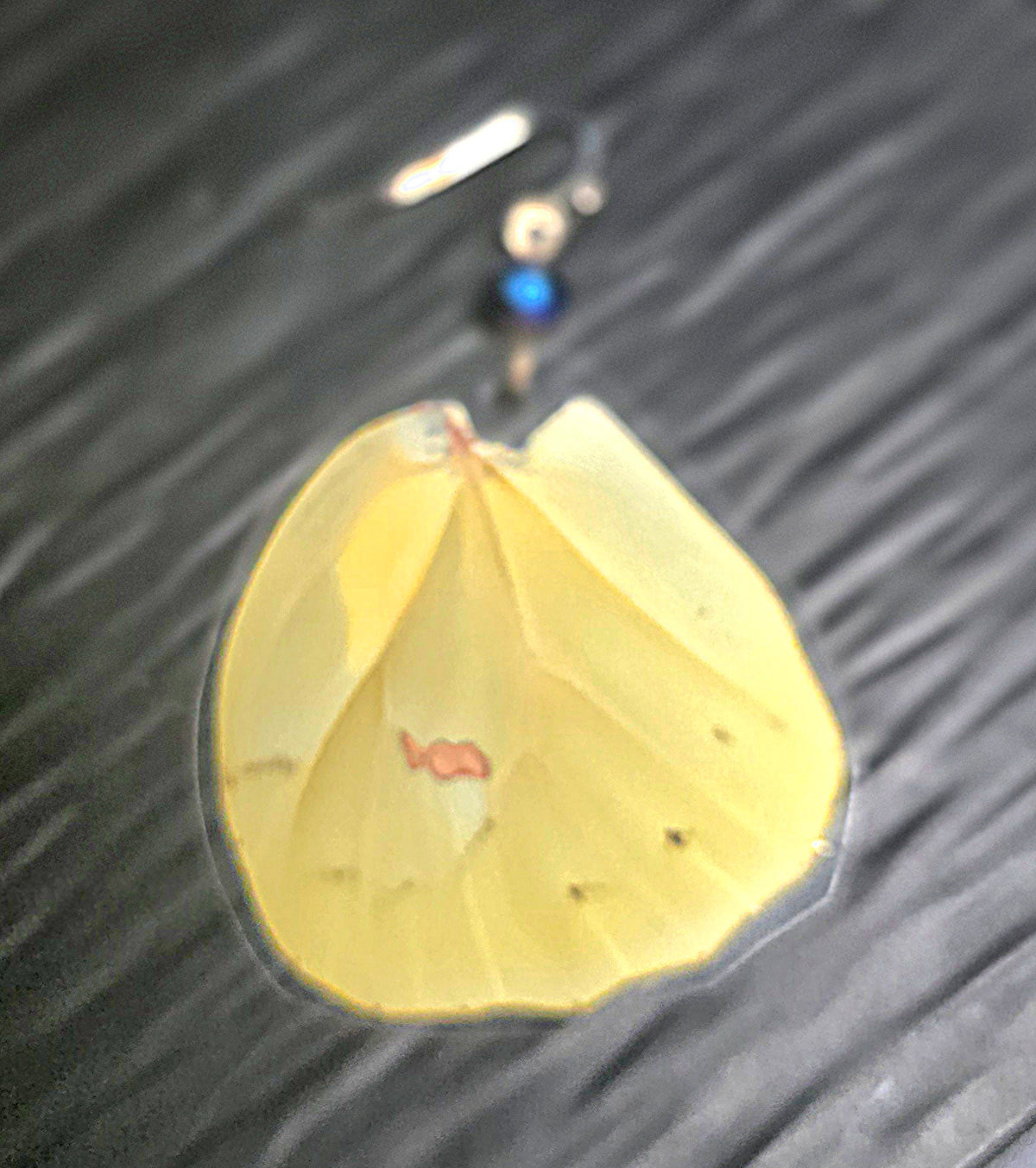 Cloudless Sulphur Butterfly Laminated Wing Earrings