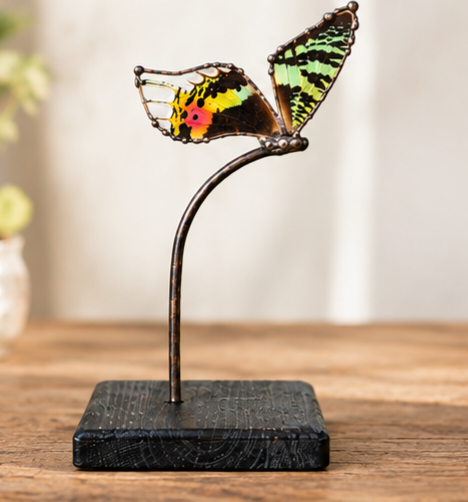 Madagascan Sunset Moth Shelf Display