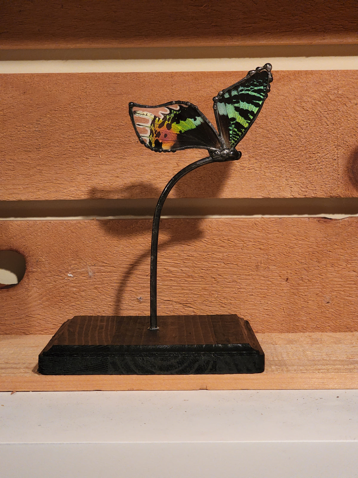 Madagascan Sunset Moth Shelf Display