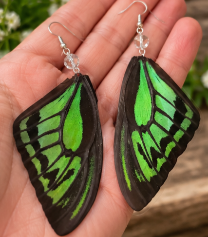 Common Green Birdwing Laminated Butterfly Wing Earrings