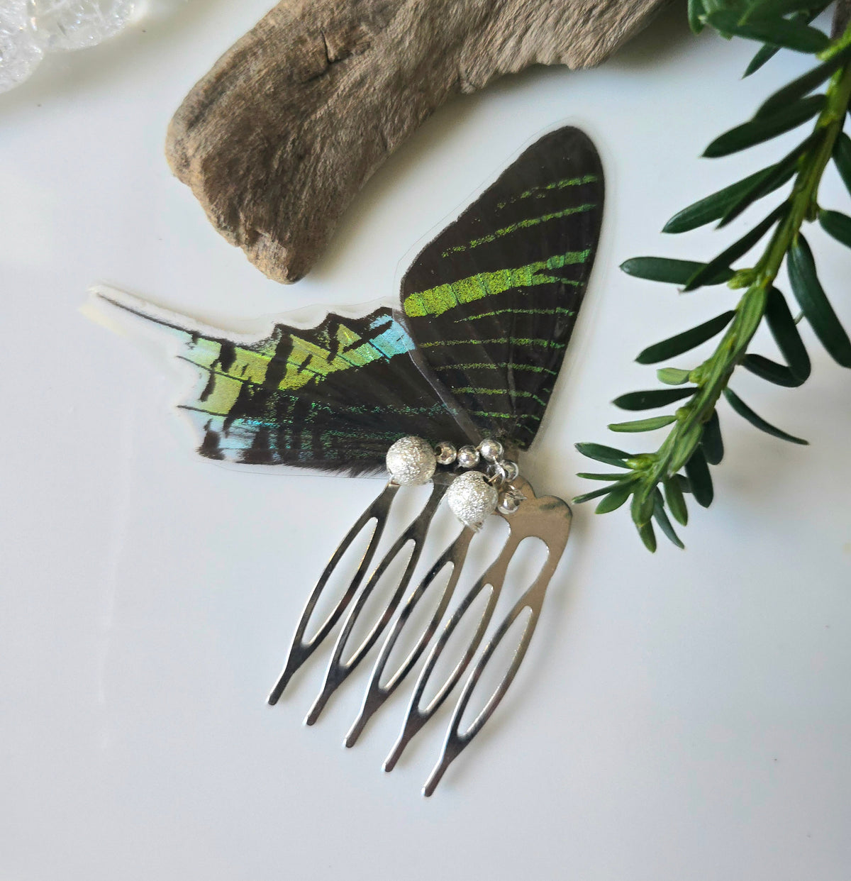 Greenbanded Irania Moth Hair Comn