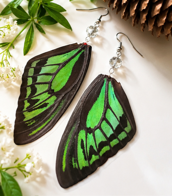 Common Green Birdwing Laminated Butterfly Wing Earrings