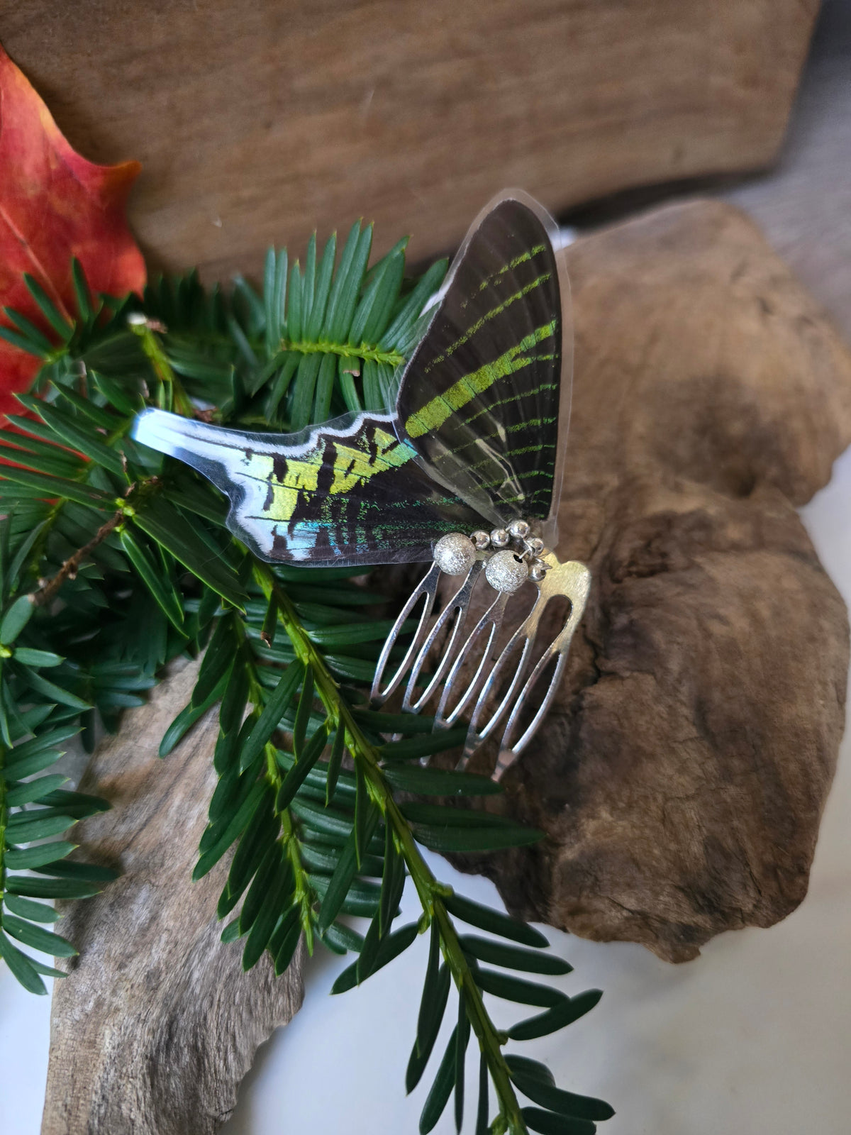 Greenbanded Irania Moth Hair Comn
