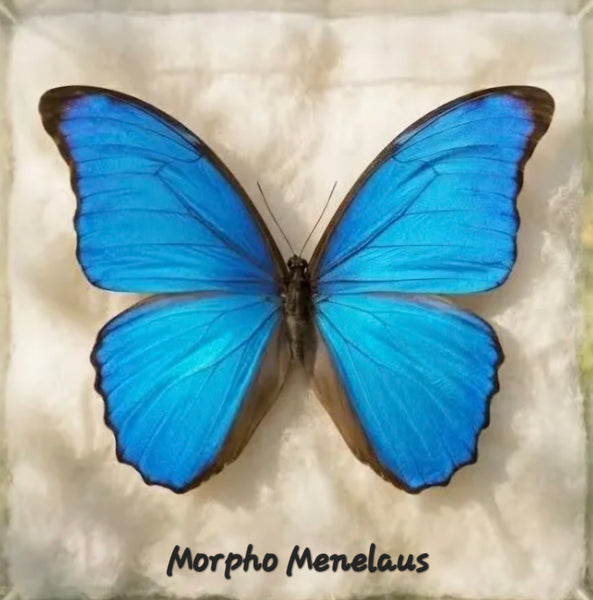 Blue Morpho & Orange-Barred Sulphur Butterfly Wing Necklace
