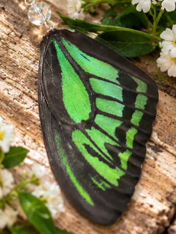 Common Green Birdwing Laminated Butterfly Wing Earrings