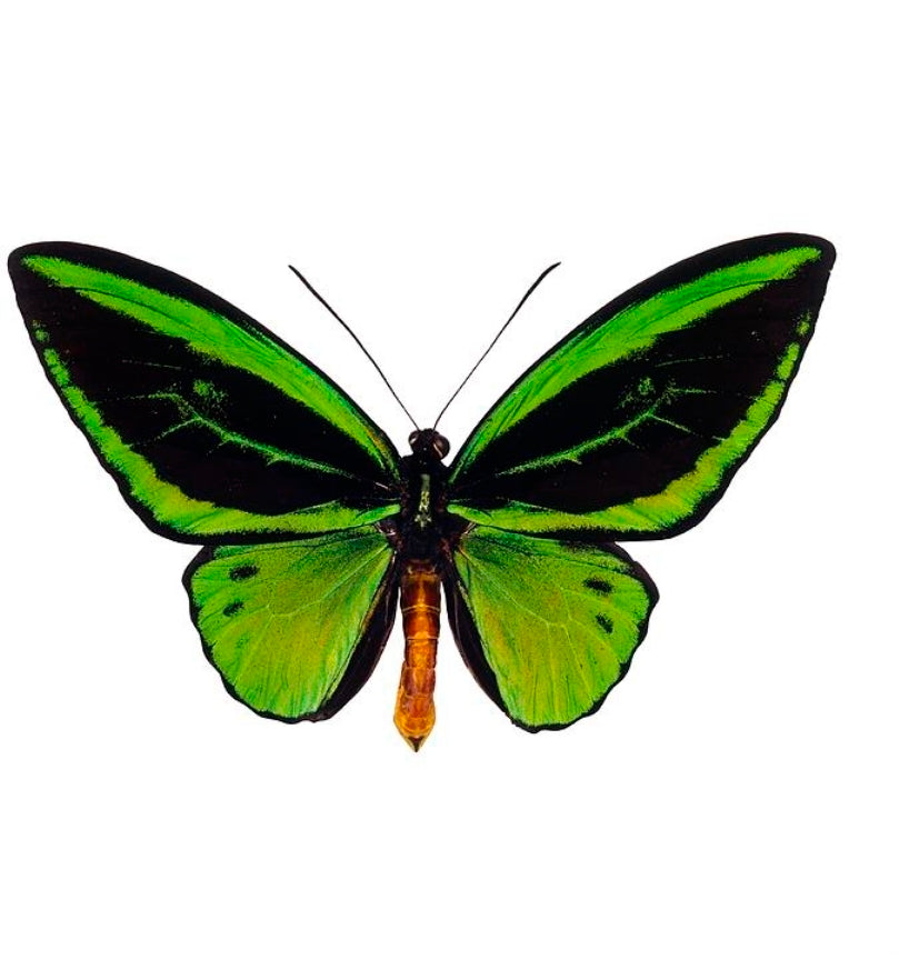 Common Green Birdwing Laminated Butterfly Wing Earrings