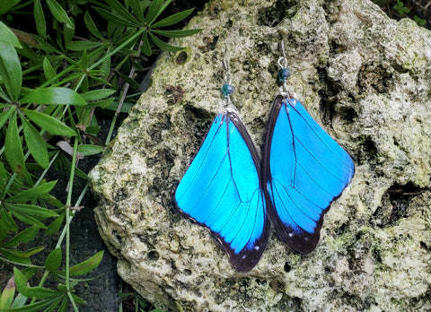 Real Blue Butterfly Wing Earrings, Blue Morpho Forwing Earrings