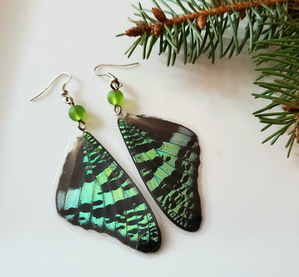 Real Madagascan Sunset Moth Forwing Earrings, Green & Black Butterfly