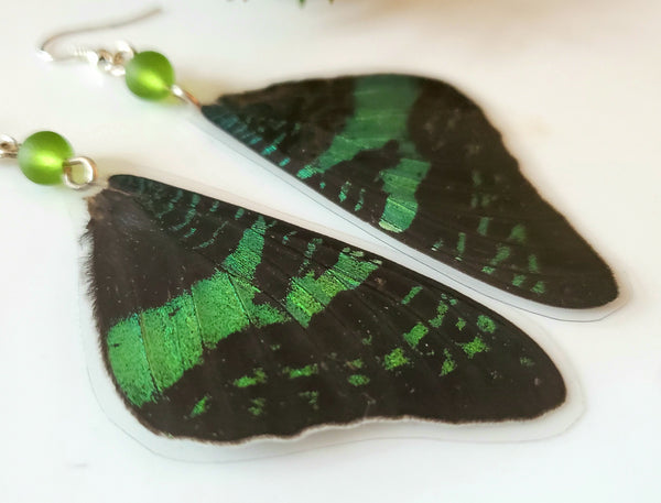 Real Madagascan Sunset Moth Forwing Earrings, Green & Black Butterfly