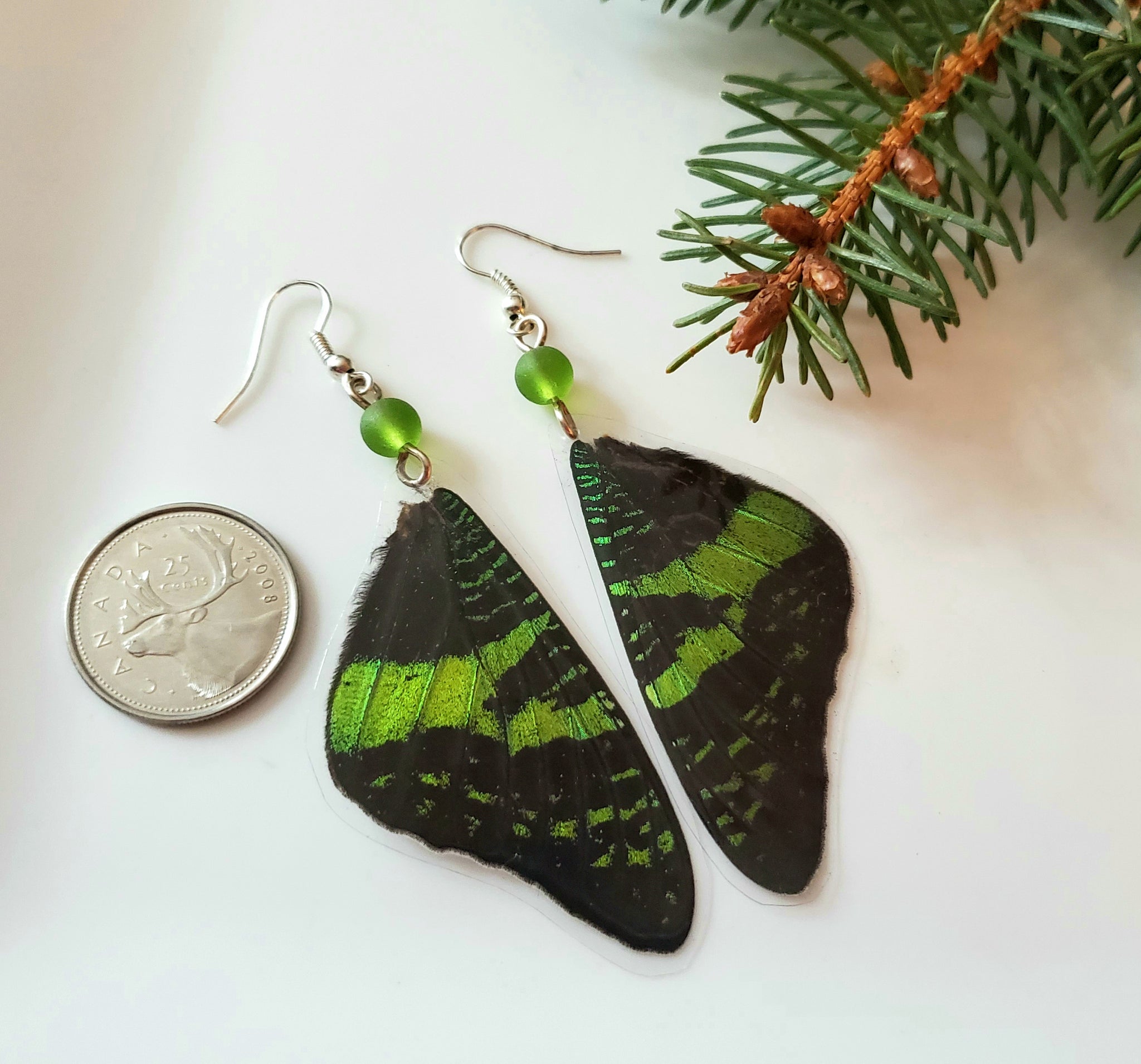 Real Madagascan Sunset Moth Forwing Earrings, Green & Black Butterfly