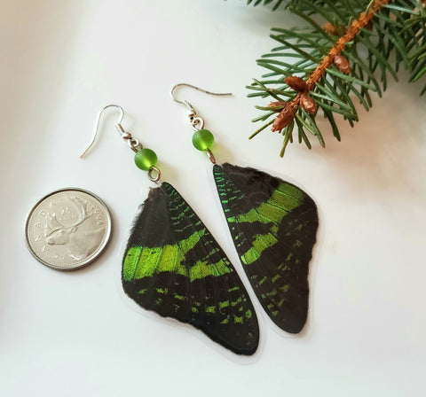 Real Madagascan Sunset Moth Forwing Earrings, Green & Black Butterfly