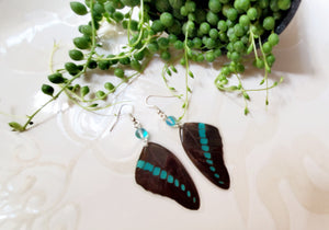 Real Blue & Black Butterfly Wing Earrings