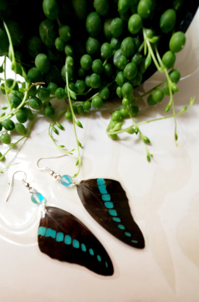 Real Blue & Black Butterfly Wing Earrings