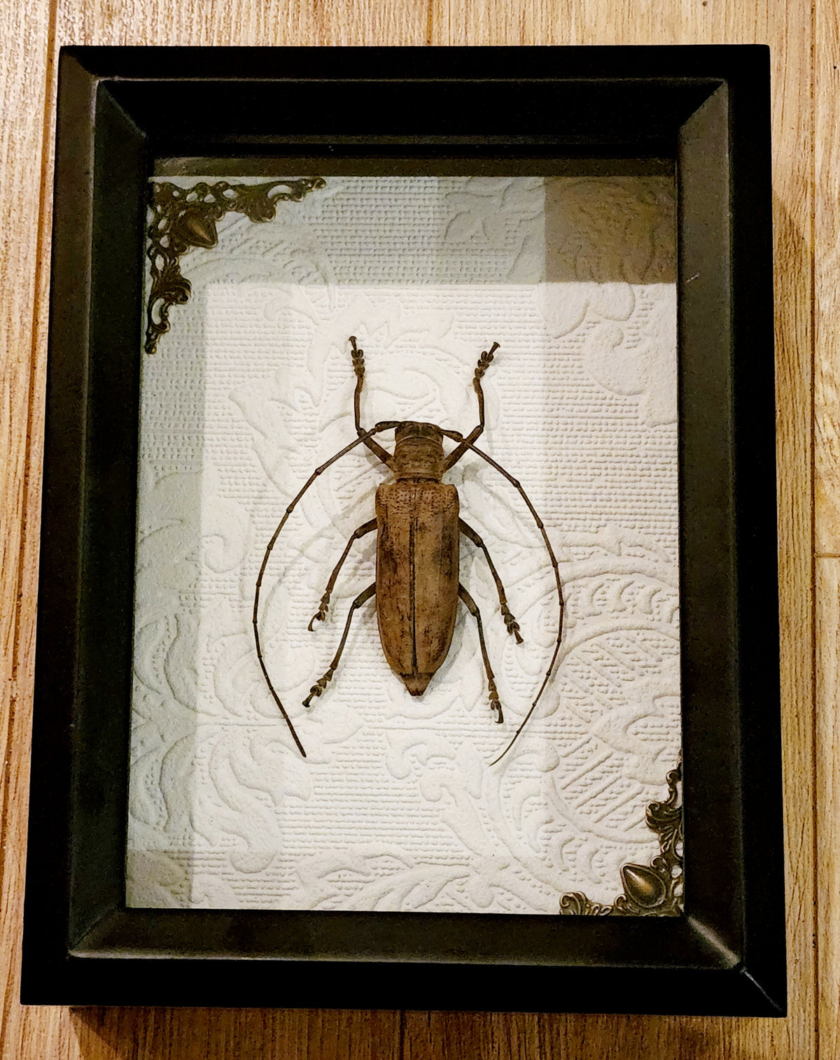 Framed Long-Horned Beetle Shadow Box