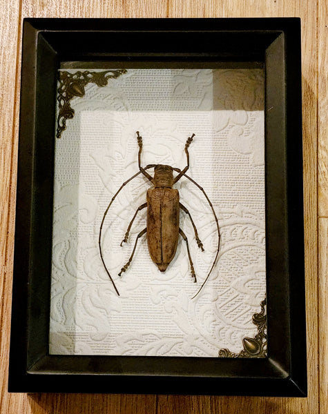 Framed Long-horned Beetle, Quality Shadow Box Framed Beetle