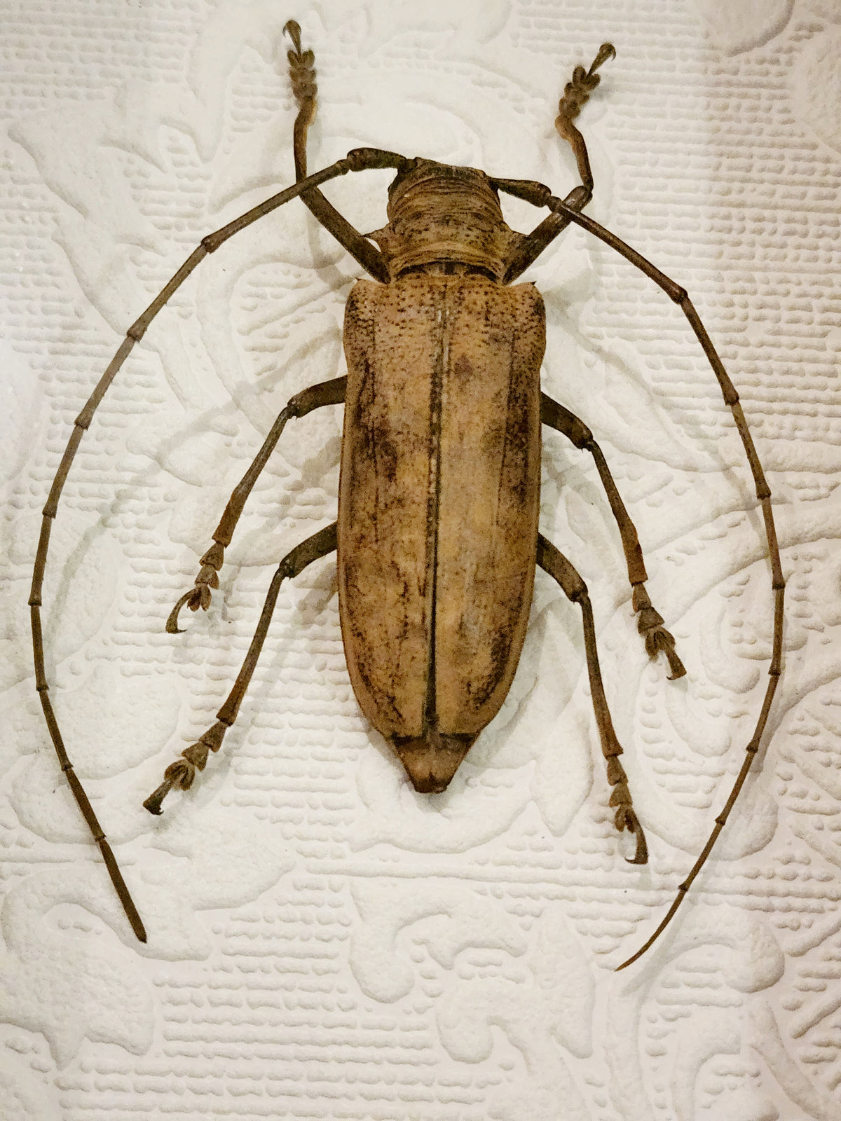Framed Long-Horned Beetle Shadow Box