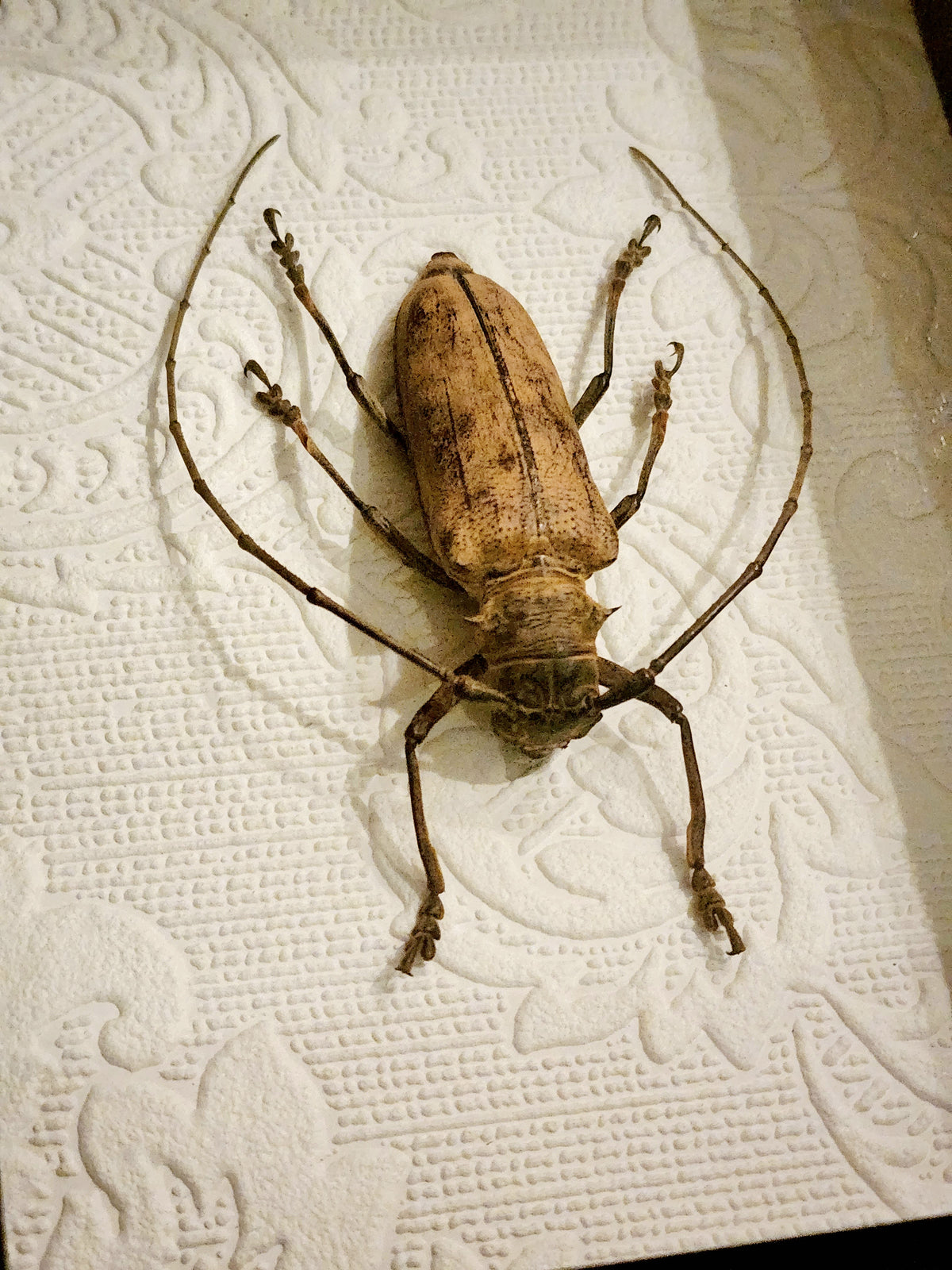 Framed Long-Horned Beetle Shadow Box