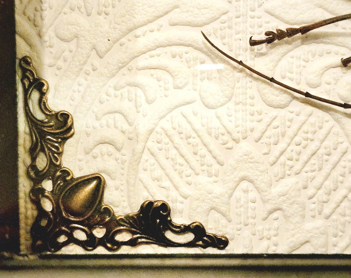 Framed Long-Horned Beetle Shadow Box
