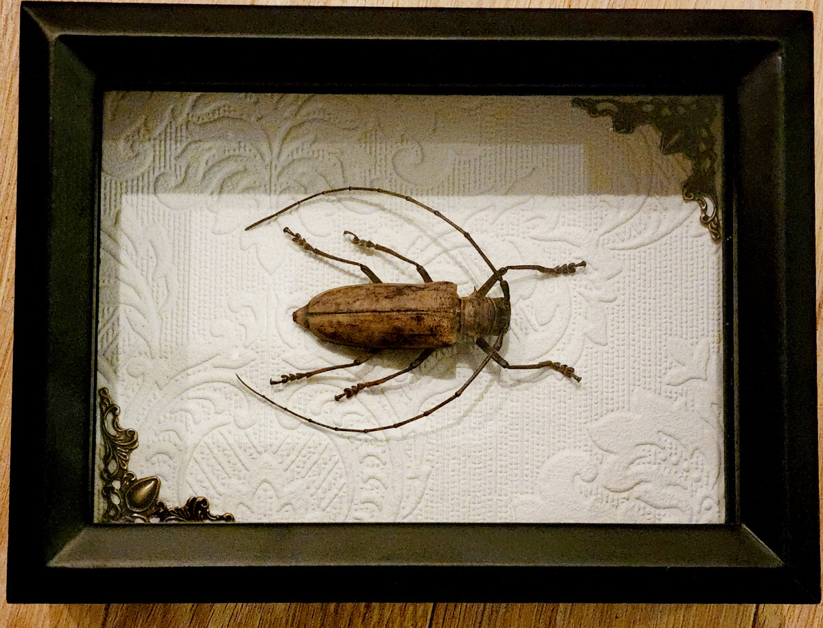 Framed Long-Horned Beetle Shadow Box