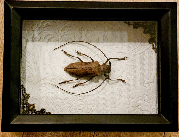 Framed Long-horned Beetle, Quality Shadow Box Framed Beetle