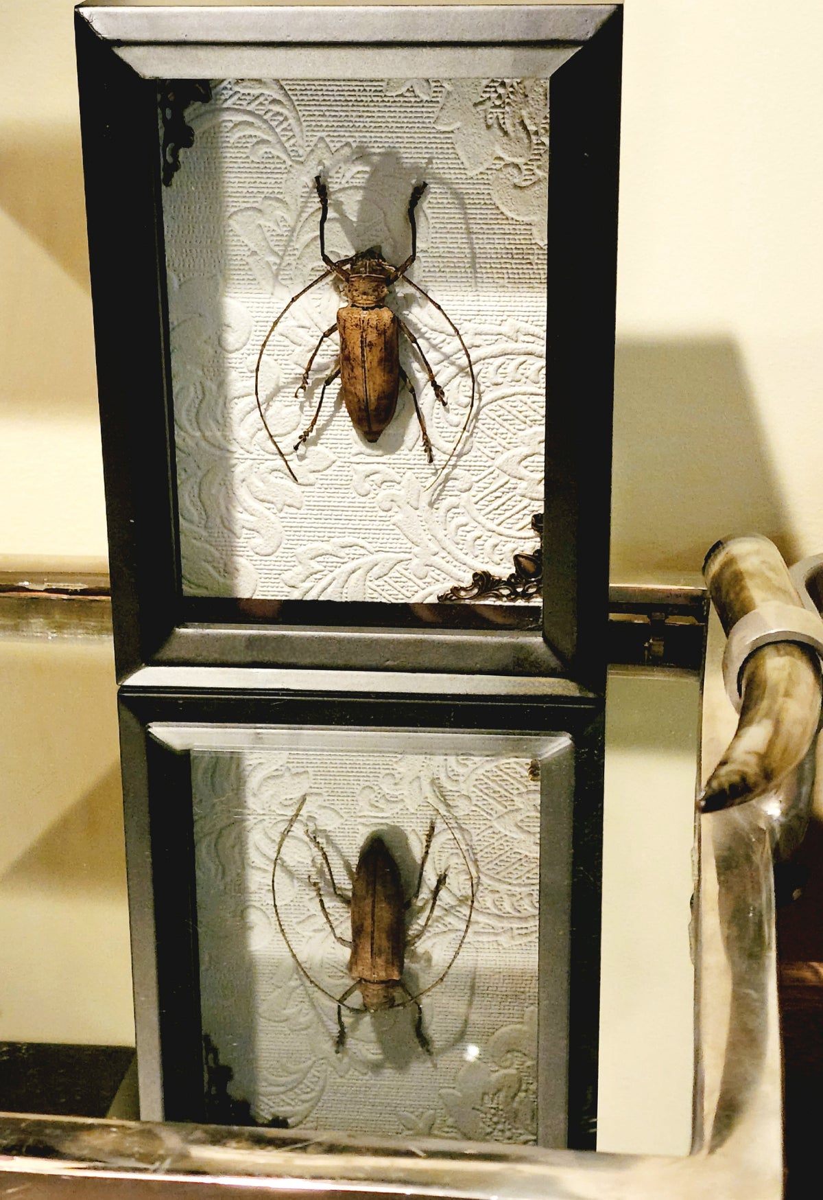 Framed Long-Horned Beetle Shadow Box