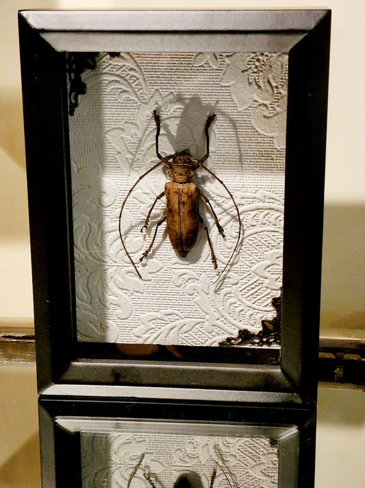 Framed Long-Horned Beetle Shadow Box