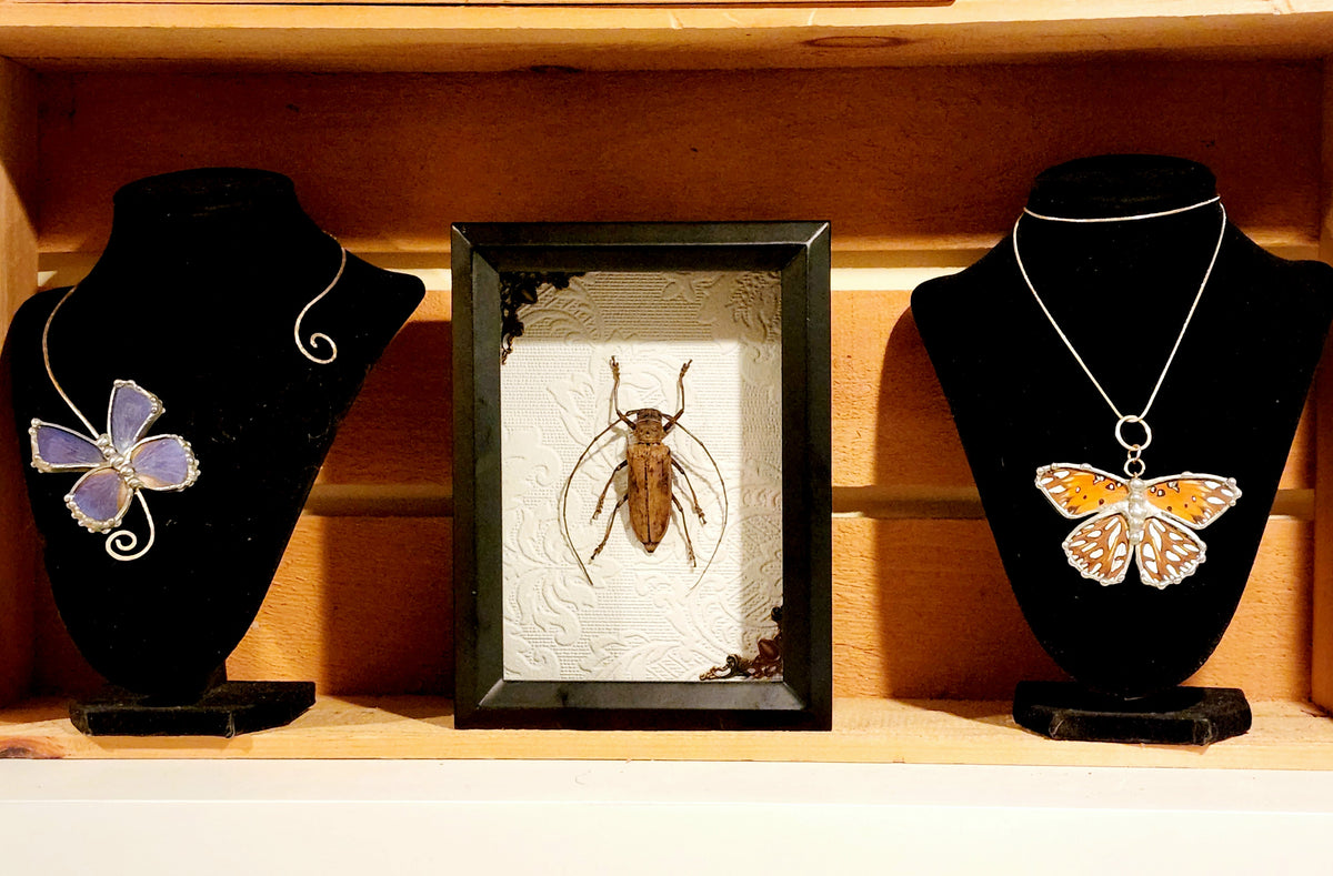 Framed Long-Horned Beetle Shadow Box