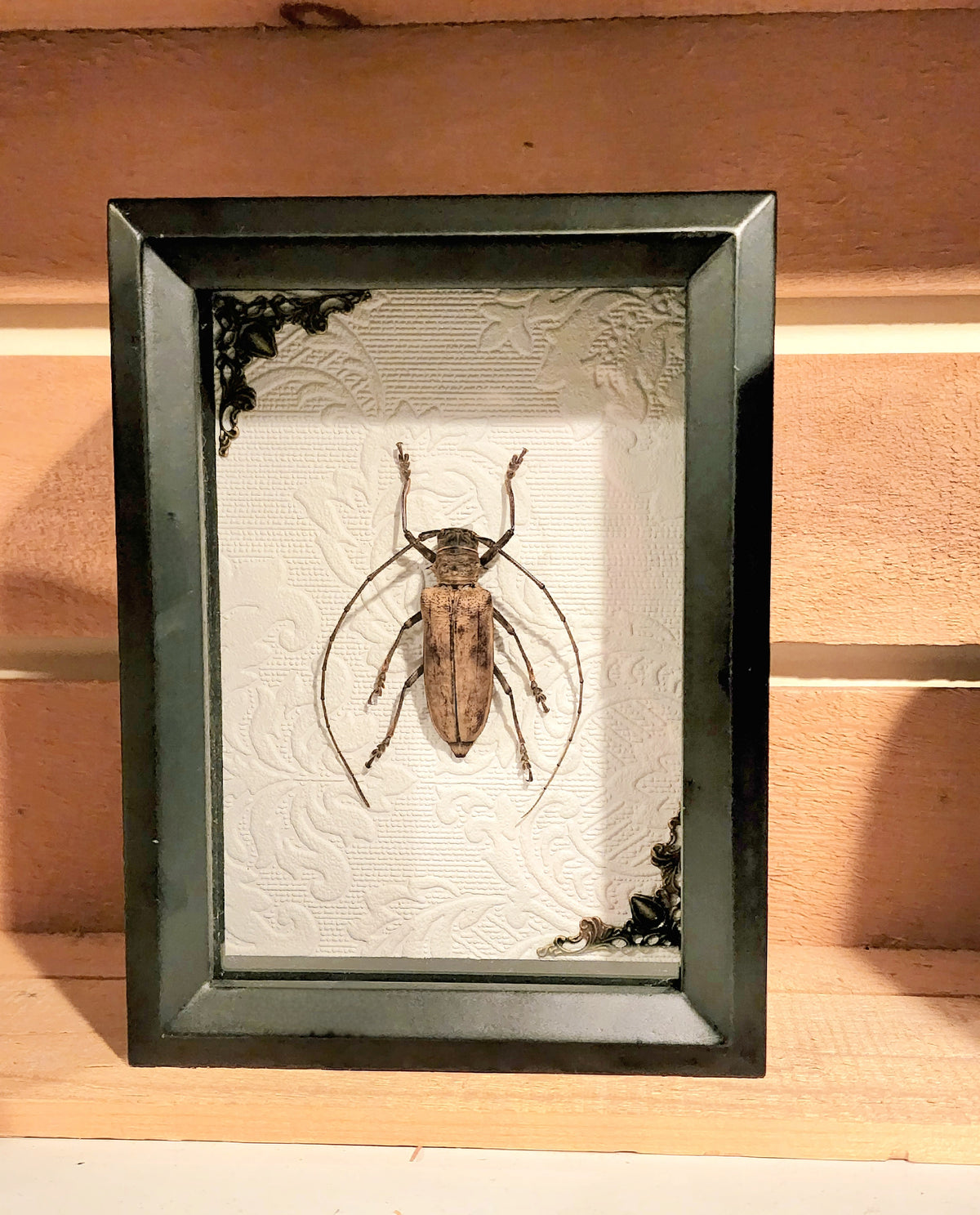 Framed Long-Horned Beetle Shadow Box
