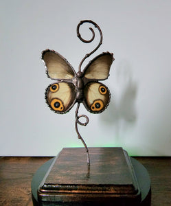 Grey Butterfly with Eyespots On Copper & Wood Stand
