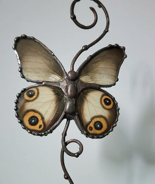 Grey Butterfly with Eyespots On Copper & Wood Stand