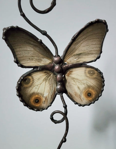 Grey Butterfly with Eyespots On Copper & Wood Stand