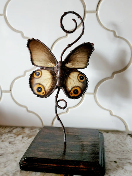 Grey Butterfly with Eyespots On Copper & Wood Stand