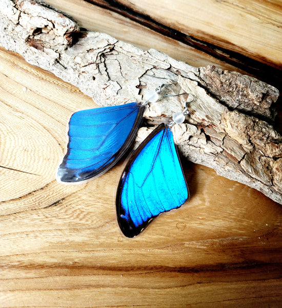 Blue Butterfly Wing Earrings, Morpho Butterfly Earrings