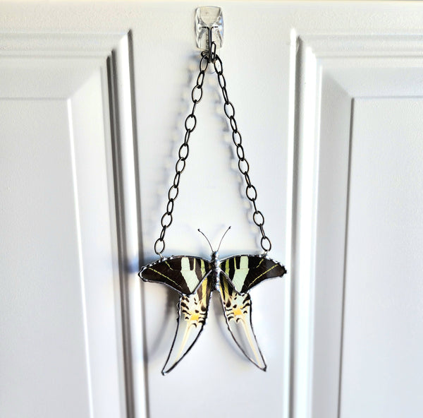 Hanging Decor Five-Bar Swallowtail Butterfly, Real Butterfly Decor