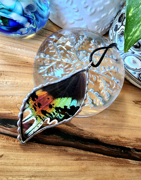 Rainbow Moth, Madagascan Sunset Moth, Urania Ripheus Moth